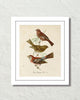 Vintage French Birds No. 2 Botanical Art Print