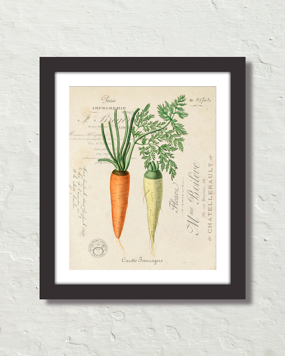 botanical illustration carrot