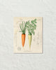 Vintage French Carrot Collage Art Print