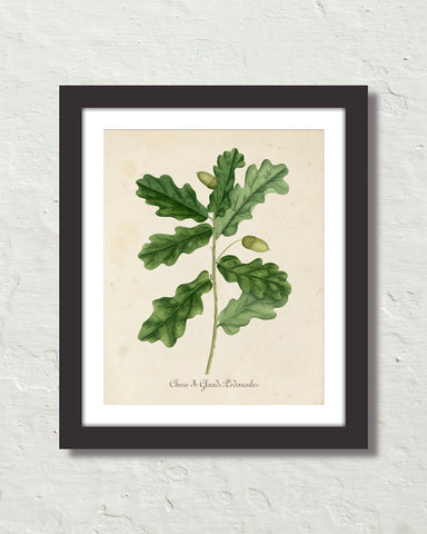 Vintage French Oak Botanical Art No. 15 Art Print