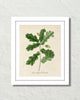 Vintage French Oak Botanical Art No. 15 Art Print