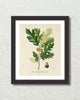 Vintage French Oak Botanical Art No. 16 Art Print