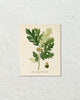 Vintage French Oak Botanical Art No. 16 Art Print