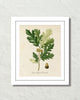 Vintage French Oak Botanical Art No. 16 Art Print