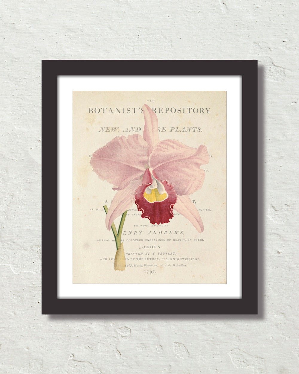 Vintage French Orchid Collage No.1 Botanical Art Print – Belle