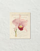 Vintage French Orchid Collage No.1 Botanical Art Print