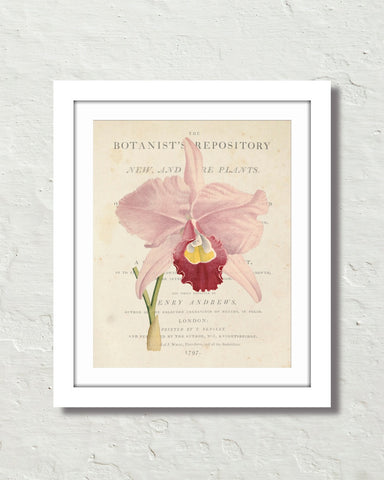 Vintage French Orchid Collage No.1 Botanical Art Print – Belle