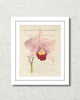 Vintage French Orchid Collage No.1 Botanical Art Print