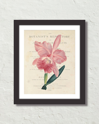 Vintage French Orchid Collage No.2 Botanical Art Print