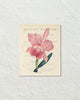 Vintage French Orchid Collage No.2 Botanical Art Print