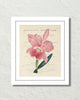 Vintage French Orchid Collage No.2 Botanical Art Print
