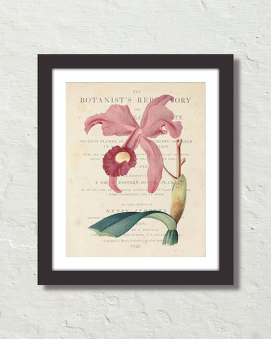 Vintage French Orchid No. 3 Botanical Art Print