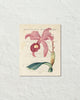 Vintage French Orchid No. 3 Botanical Art Print