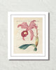 Vintage French Orchid No. 3 Botanical Art Print