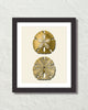 Vintage Sand Dollar No. 5 Gold Tint Art Print
