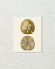 Vintage Sand Dollar No. 5 Gold Tint Art Print