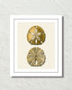 Vintage Sand Dollar No. 5 Gold Tint Art Print