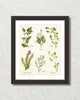 Watercolor Botanical Herbs Giclee Art Print