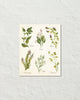 Watercolor Botanical Herbs Giclee Art Print