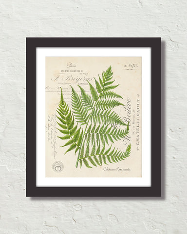 Vintage Fern Botanical Collage No. 31 Art Print