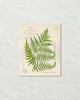 Vintage Fern Botanical Collage No. 31 Art Print
