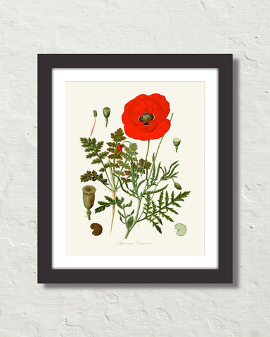 Vintage Red Poppy Art Print