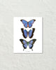 Les Papillons Blue Butterflies Art Print