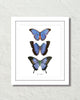 Les Papillons Blue Butterflies Art Print