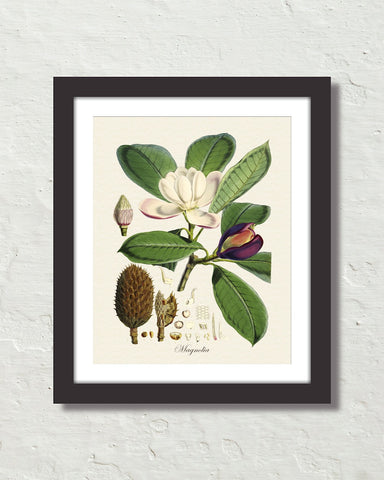 Vintage Magnolia Taluma Hodgsoni Collage No. 10 Art Print