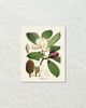 Vintage Magnolia Taluma Hodgsoni Collage No. 10 Art Print