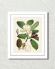 Vintage Magnolia Taluma Hodgsoni Collage No. 10 Art Print