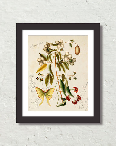 Vintage Butterfly Botanical Art Collage No. 20 Art Print