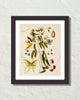 Vintage Butterfly Botanical Art Collage No. 20 Art Print