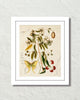 Vintage Butterfly Botanical Art Collage No. 20 Art Print