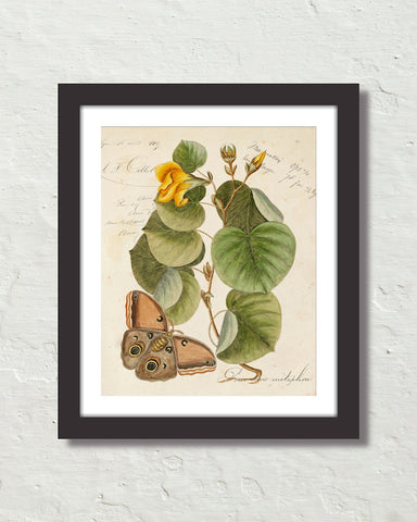 Vintage Butterfly Botanical Art Collage No. 21 Art Print