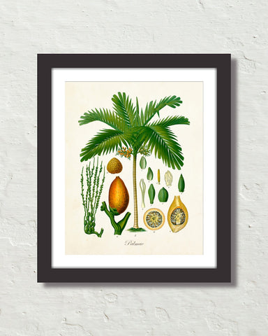 Vintage Palm Tree No. 15 Art Print