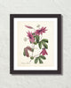 Vintage Passion Flower No. 38 Botanical Art Print