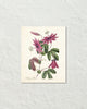 Vintage Passion Flower No. 38 Botanical Art Print