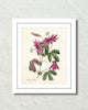 Vintage Passion Flower No. 38 Botanical Art Print