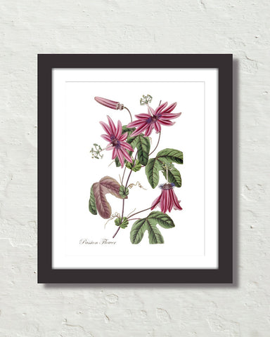 Vintage Passion Flower No.37 Botanical Art Print