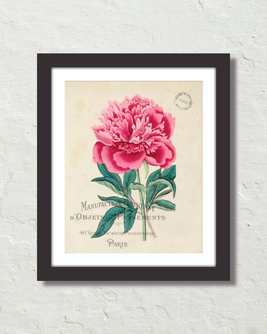 Vintage French Peony No. 1 Collage Botanical Art Print