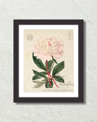 Vintage French Peony No. 2 Collage Botanical Art Print