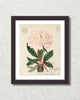 Vintage French Peony No. 2 Collage Botanical Art Print
