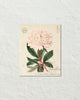 Vintage French Peony No. 2 Collage Botanical Art Print