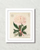 Vintage French Peony No. 2 Collage Botanical Art Print