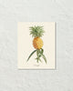 Vintage Tropical Pineapple Botanical Art Print