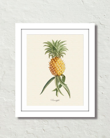 Vintage Tropical Pineapple Botanical Art Print – Belle Maison Art