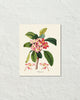Vintage Tropical Plumeria Botanical Art Print
