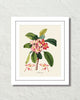 Vintage Tropical Plumeria Botanical Art Print
