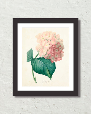 Vintage French Pink Hydrangea Hortensia Art Print